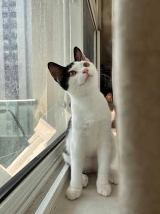 Lollapalooza - Domestic Shorthair/Mix available for adoption