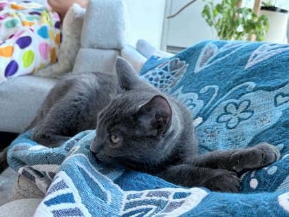 Benedict - Domestic Shorthair/Mix available for adoption
