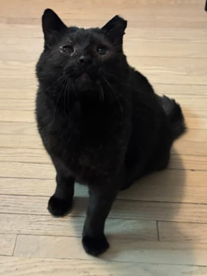 LV (Bear) - Domestic Shorthair/Mix cat available for adoption at Annex Cat Rescue in Toronto