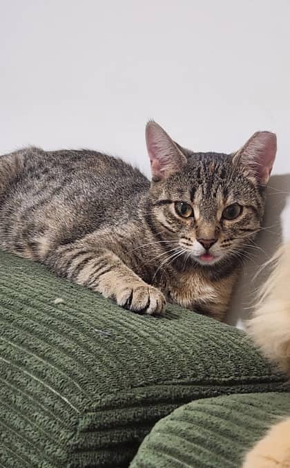 Belacqua - Domestic Shorthair/Mix available for adoption