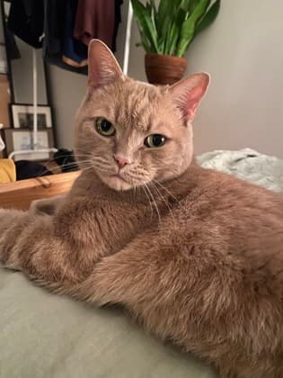 Arthur - Domestic Shorthair/Mix cat available for adoption at Annex Cat Rescue in Toronto