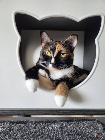 Tootsie - Domestic Shorthair/Mix available for adoption