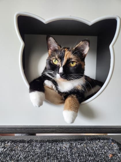 Tootsie - Domestic Shorthair/Mix cat available for adoption at Annex Cat Rescue in Toronto