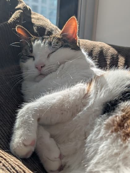 Peony - Domestic Shorthair/Mix cat available for adoption at Annex Cat Rescue in Toronto