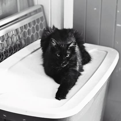 Sparky - Domestic Longhair/Mix cat available for adoption at Annex Cat Rescue in Toronto