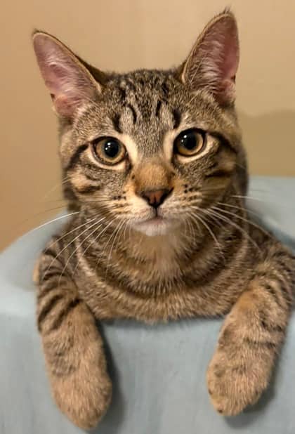 Pinto - Domestic Shorthair/Mix available for adoption
