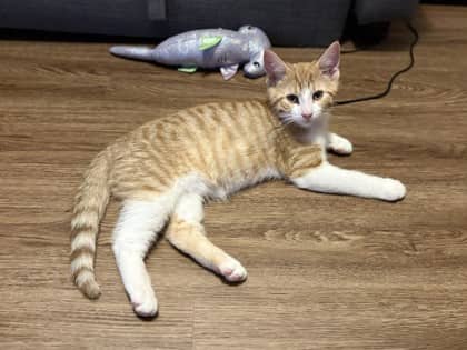 Sporty - Domestic Shorthair/Mix available for adoption