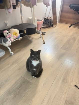 Mr. Ferguson (formerly known as Tux) - Domestic Shorthair/Mix available for adoption