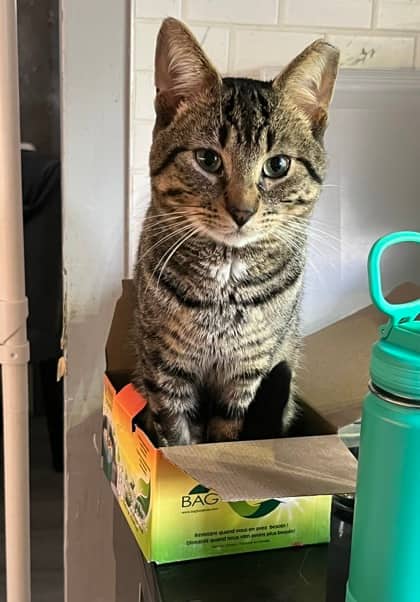 Pinecone - Domestic Shorthair/Mix cat available for adoption at Annex Cat Rescue in Toronto