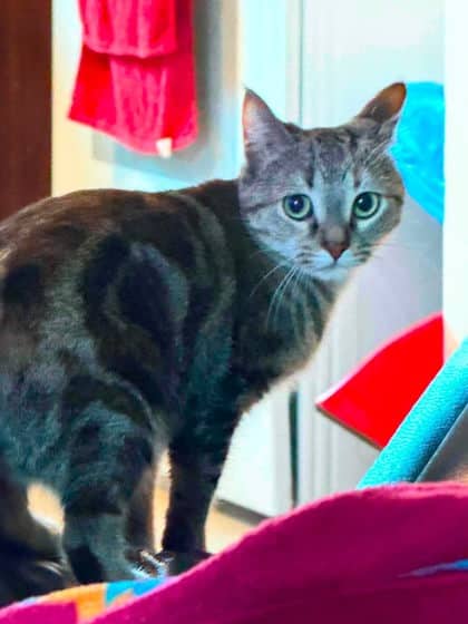 Toopy - Domestic Shorthair,Mix cat available for adoption at Toronto Humane Society in Toronto