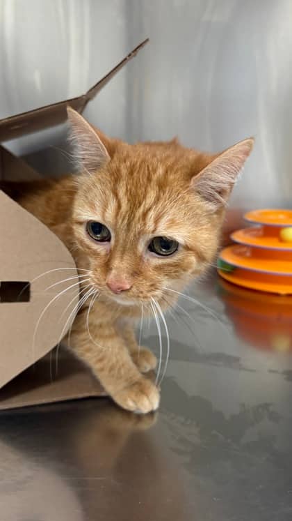 Springer - Domestic Shorthair,Mix available for adoption