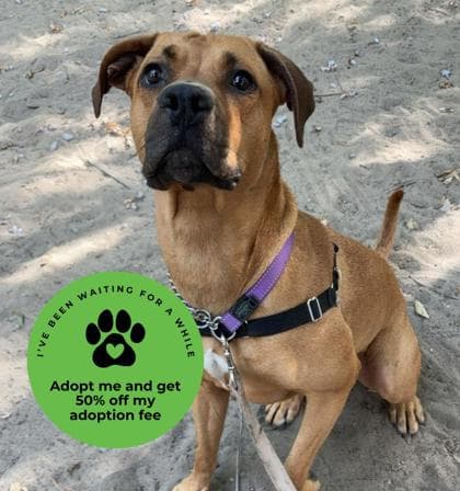 Rooby - Mixed Breed, Large (over 44 lbs fully grown),Mastiff available for adoption in Ontario