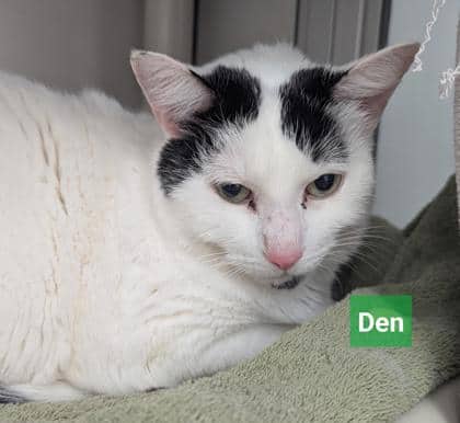Den - Domestic Shorthair,Mix available for adoption