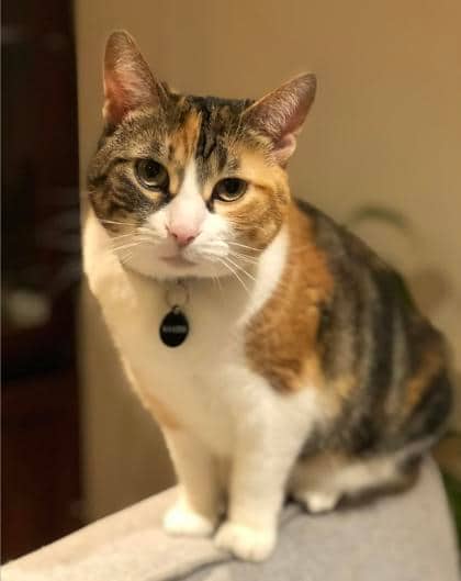 Khaleesi - Domestic Shorthair,Mix available for adoption