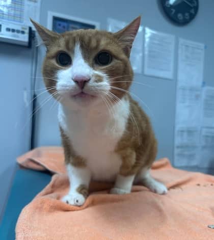 Rusty - Domestic Shorthair,Mix available for adoption