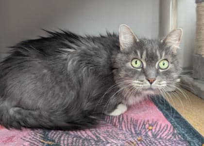 Samantha - Domestic Medium Hair,Mix cat available for adoption in Ontario