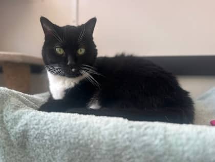 Baby - Domestic Shorthair,Mix cat available for adoption at Toronto Humane Society in Toronto