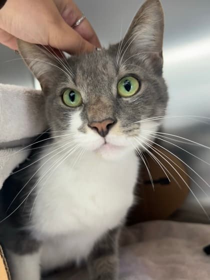 Chico - Domestic Shorthair,Mix cat available for adoption at Toronto Humane Society in Toronto