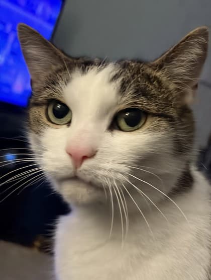 Noor - Domestic Shorthair,Mix cat available for adoption in Calgary