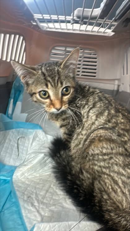 Ursula - Domestic Shorthair,Mix available for adoption