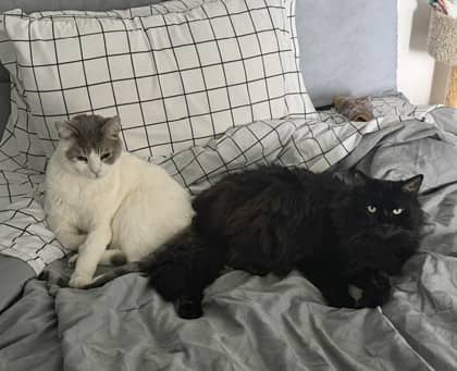 Joe - Domestic Shorthair,Mix available for adoption