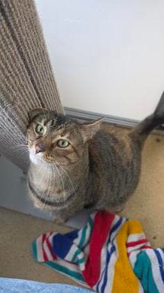 Coconut - Domestic Shorthair,Mix cat available for adoption in Calgary