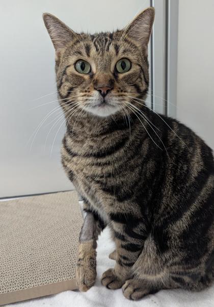 Scarborough - Domestic Shorthair,Mix available for adoption