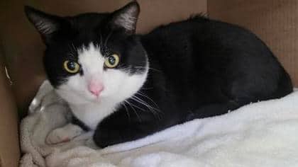 Ducky - Domestic Shorthair,Mix available for adoption