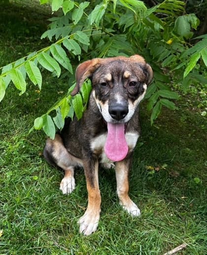 Cute As A Button - Mixed Breed, Medium (up to 44 lbs fully grown),Mix available for adoption in Calgary