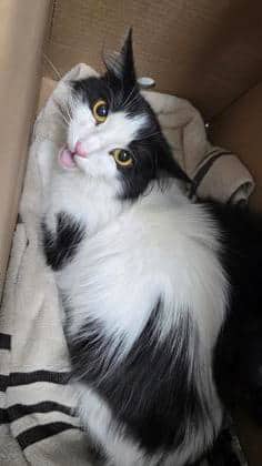Raze - Domestic Medium Hair,Mix cat available for adoption in Ontario