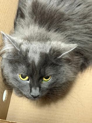 Luci - Domestic Shorthair,Mix cat available for adoption at Toronto Humane Society in Toronto