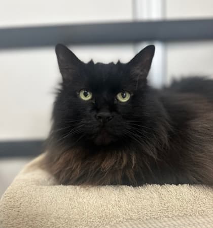 Joe - Domestic Shorthair,Mix cat available for adoption in Calgary