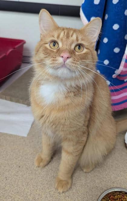 Milo - Domestic Longhair,Mix available for adoption