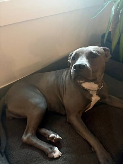 Sailor - Mixed Breed available for adoption in Calgary
