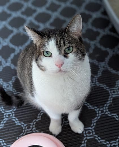 Felfel - Domestic Shorthair,Mix cat available for adoption at Toronto Humane Society in Toronto