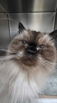 Pecan Pie - Domestic Longhair,Mix cat available for adoption in Calgary