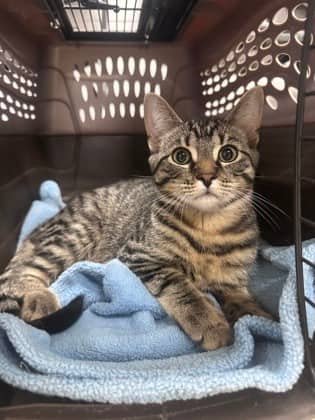 Mew - Domestic Shorthair,Mix available for adoption