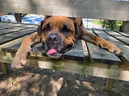 HK - Mixed Breed, Large (over 44 lbs fully grown),Mix available for adoption at Toronto Humane Society in Toronto