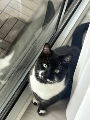Tucker - Domestic Shorthair,Mix available for adoption