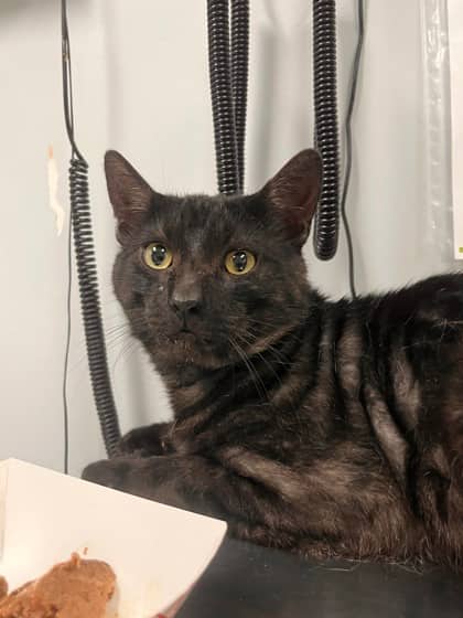Lewis - Domestic Shorthair,Mix available for adoption
