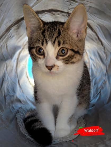 Waldorf - Domestic Shorthair,Mix cat available for adoption in Ontario