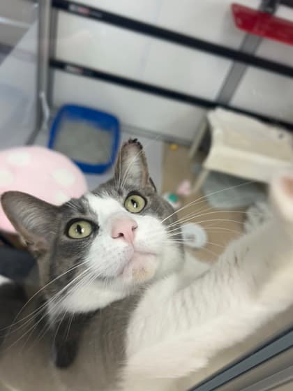 Toby - Domestic Shorthair,Mix cat available for adoption in Calgary