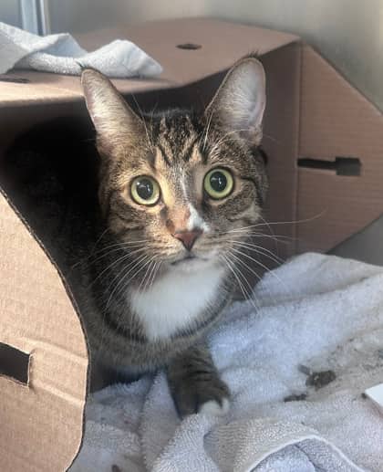 Lexington - Domestic Shorthair,Mix cat available for adoption at Toronto Humane Society in Toronto