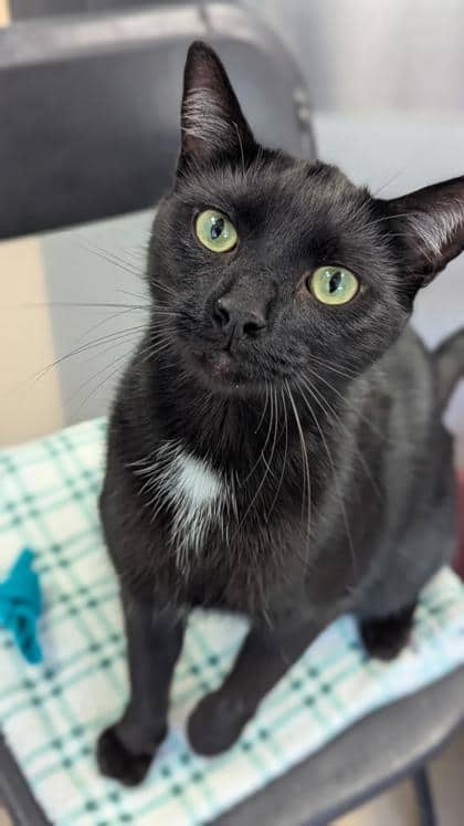 Dip - Domestic Shorthair,Mix cat available for adoption at Toronto Humane Society in Toronto