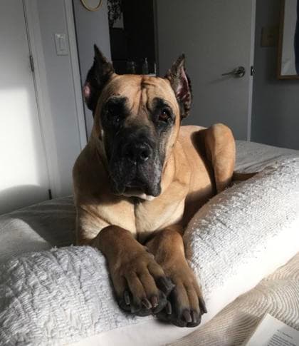 Priscilla - Mixed Breed, Large (over 44 lbs fully grown),Mix available for adoption