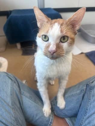 Payne - Domestic Shorthair,Mix cat available for adoption at Toronto Humane Society in Toronto