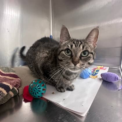 Whiskey - Domestic Shorthair,Mix cat available for adoption at Toronto Humane Society in Toronto