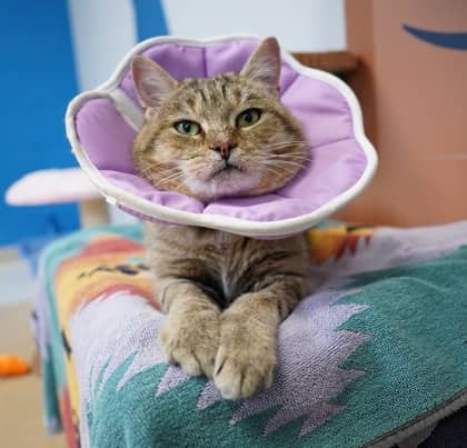 Batman - Domestic Shorthair,Mix cat available for adoption at Toronto Humane Society in Toronto