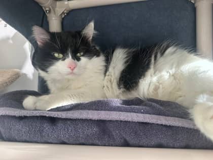 Vito - Domestic Shorthair,Mix cat available for adoption at Toronto Humane Society in Toronto