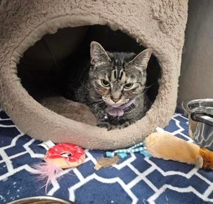 Lucy - Domestic Shorthair,Mix cat available for adoption at Toronto Humane Society in Toronto